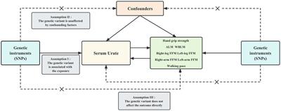 Causality between urate levels with sarcopenia-related traits: a bi-directional Mendelian randomization study